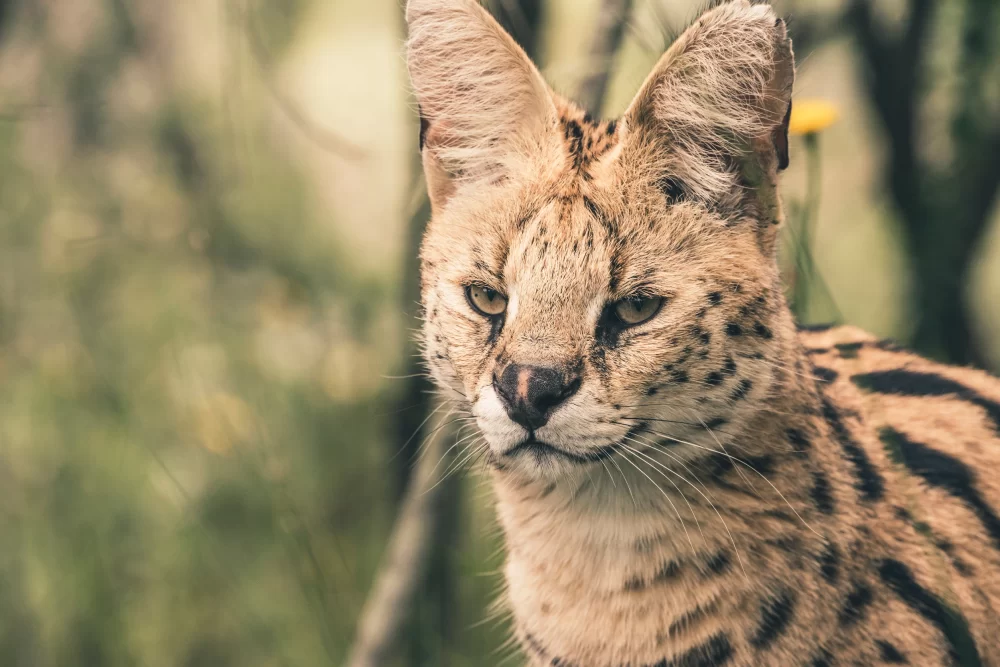 Serval Cats