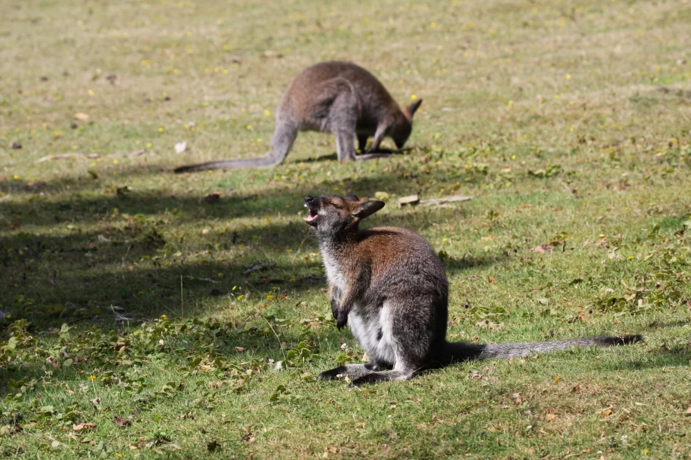 Wallabies