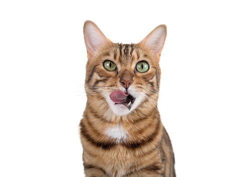 A Bengal cat licks its lips in anticipation of food.