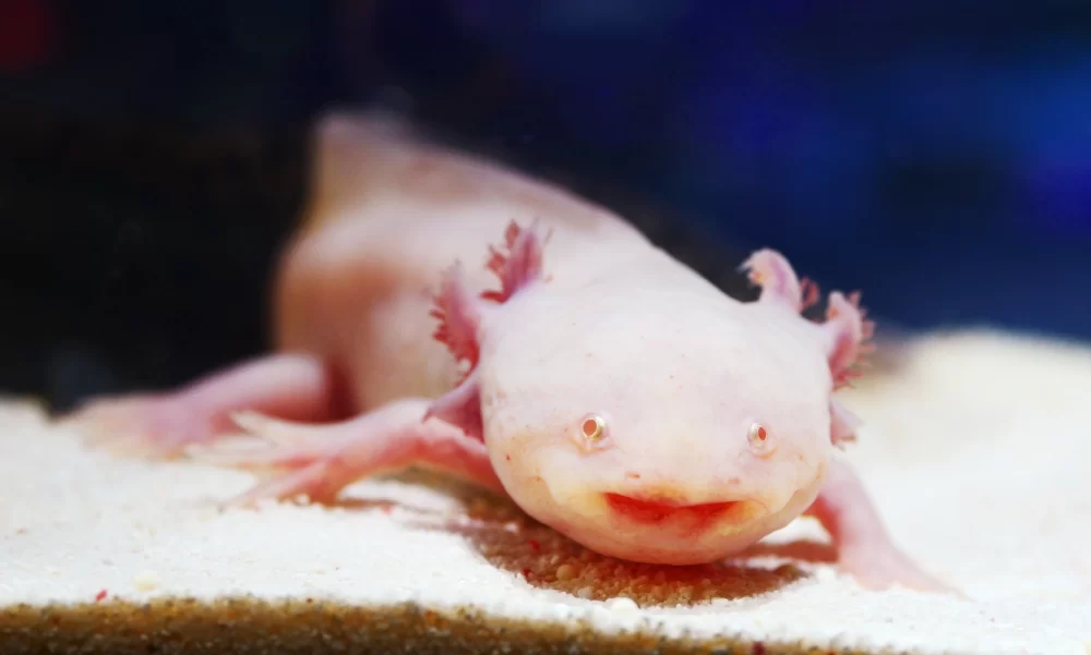 axolotls