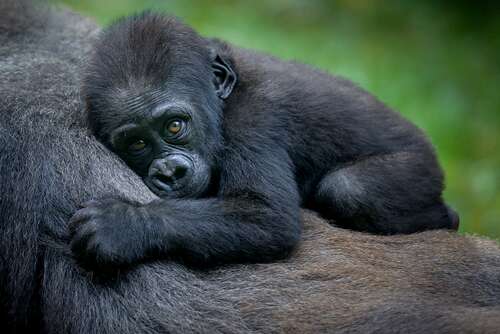 Over 40 staff unite to nurse premature gorilla to health