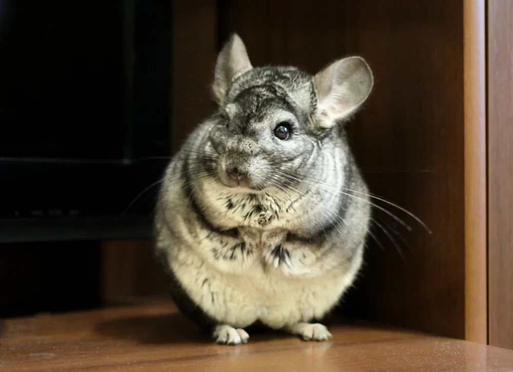 Chinchillas