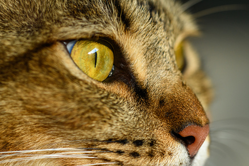 Close-up of a tabby cat’s eye