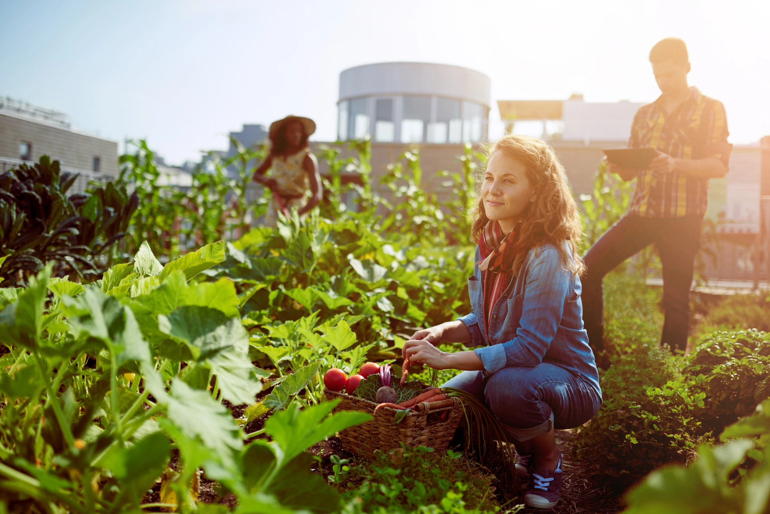 community garden