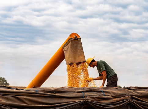 Corn Harvester dropping Corn on the Truck