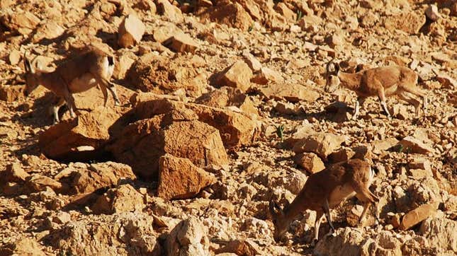 Three hard-to-see ibexes on a rocky slope.