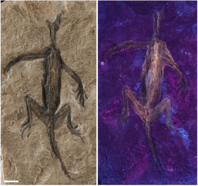 The fossil under normal light (left) and under UV light (right).