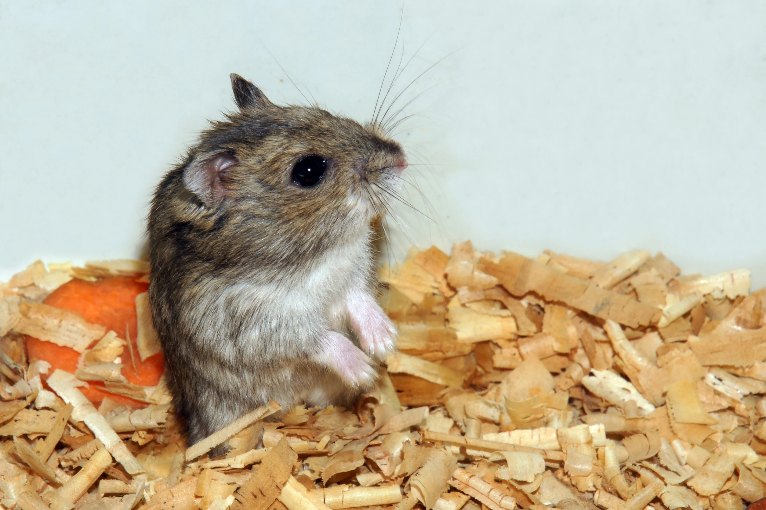 gerbils