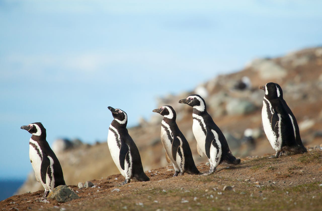 Five penguins in a row