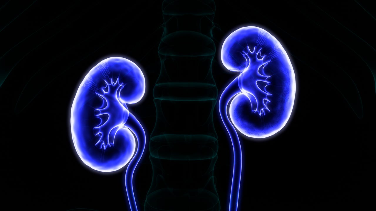 human kidneys lit up in blue