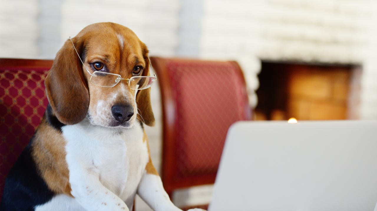 Dog with glasses