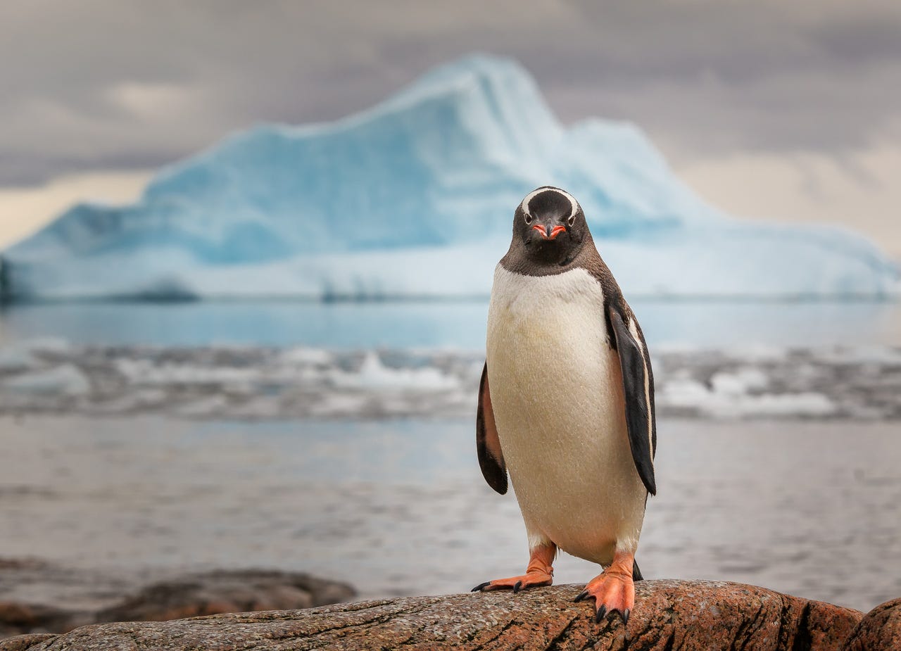 Gentoo Penguin in Antarctica