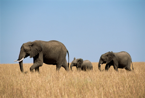 Group of African elephants (Loxodonta africana) walking in long grass