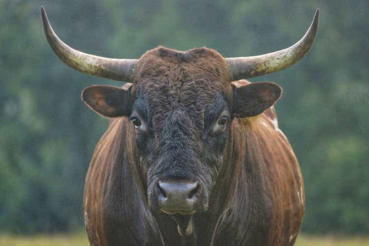 A handsome, brown Pineywoods bull with a black head and large horns stands near a forest