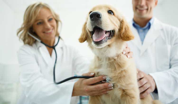 Vets examining a dog.