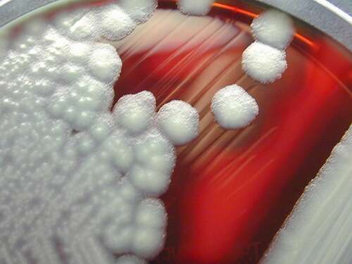 B. cereus bacteria grown in a lab.