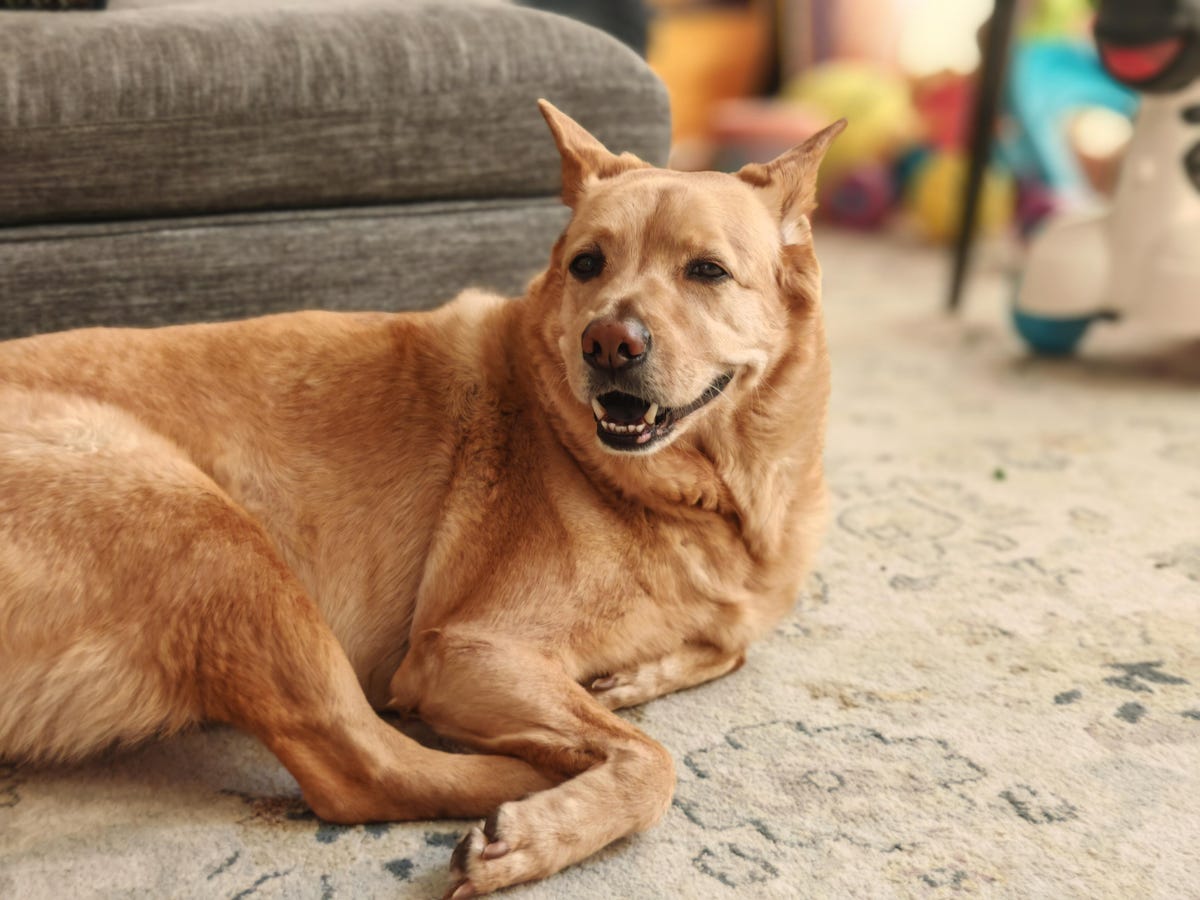 mixed breed dog relaxing on carpet