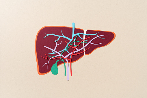 Internal Anatomy of Human Liver With Gall Bladder Paper Craft