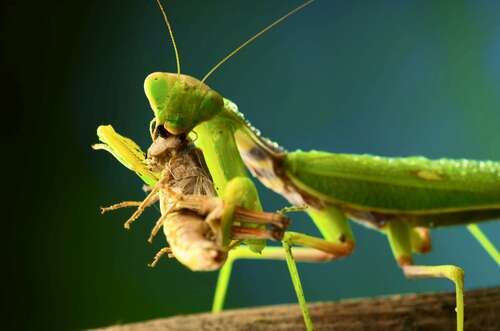 Praying Mantis Eats Giant Locust in Nature Drama