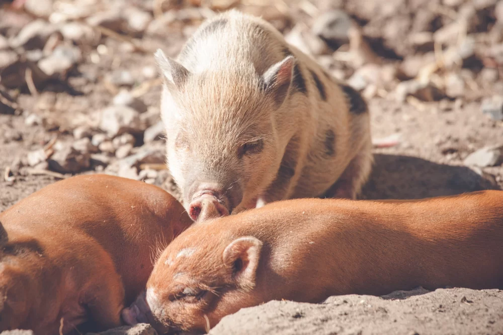 miniature pigs