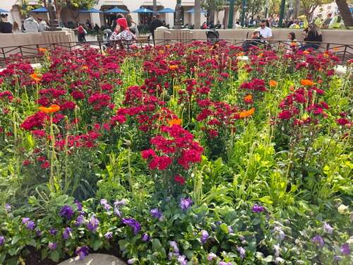 Flower bed at DCA taken on OnePlus 12 main camera.