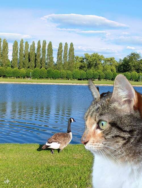 photo sample 23 cat looking at duck samsung generative ai add subject