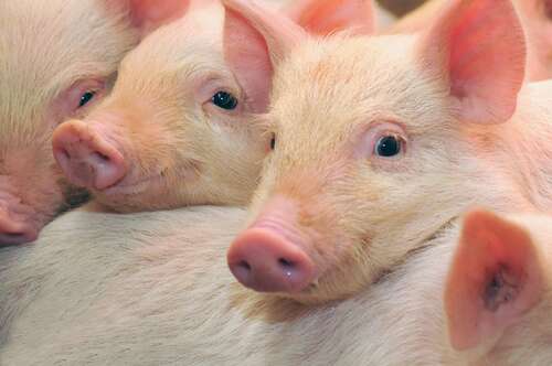 Pigs try to share a couch with their human