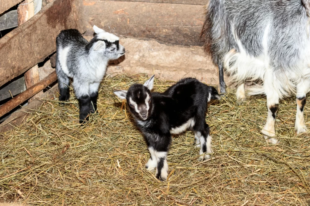 pygmy goats