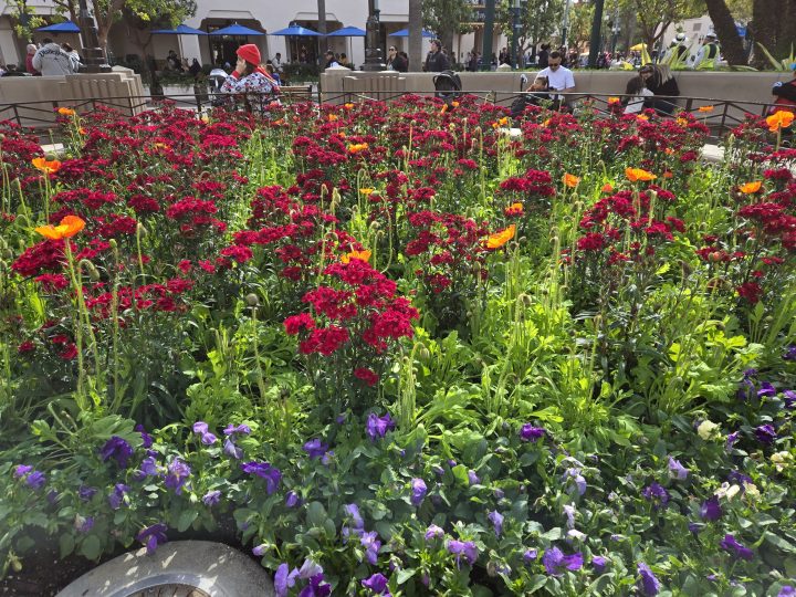 Flower bed at DCA taken on Samsung Galaxy S24 main camera.