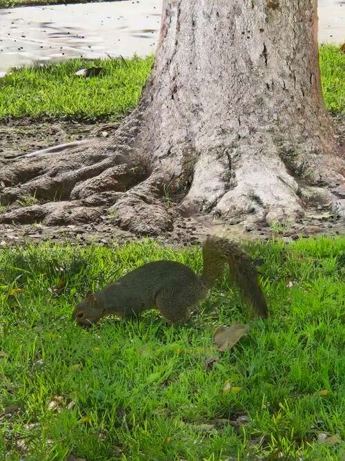 Squirrel at park edited by removing shadows with Samsung Galaxy S24.