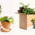 horti plants and box