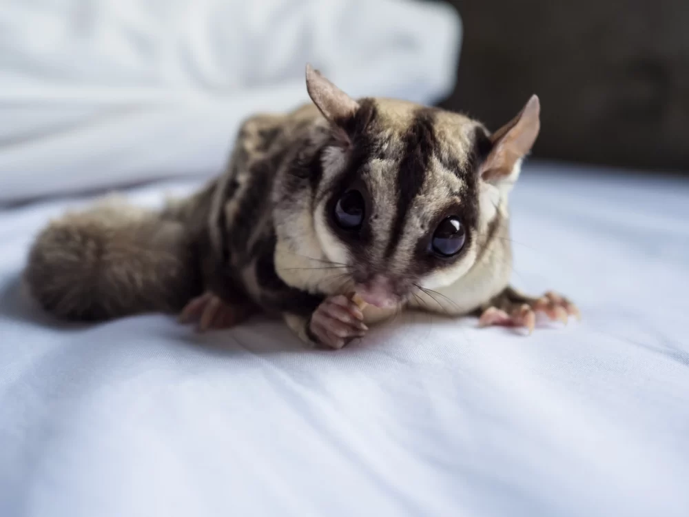 sugar glider