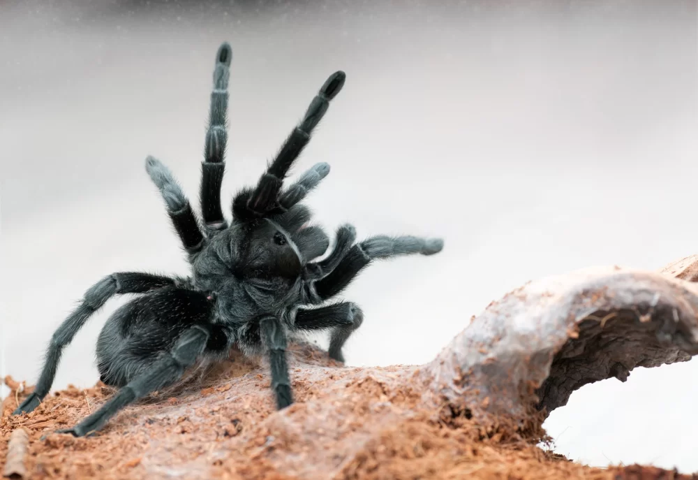 Tarantulas