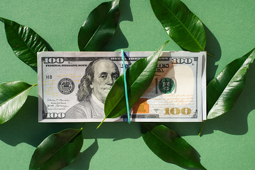 US dollar banknotes. Money. Banknotes. 100 dollar bill. Dollars and green leaves. Greenery.