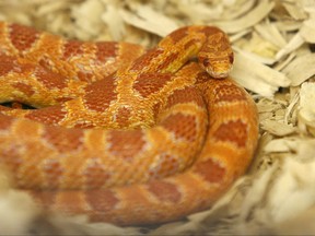 An albino corn snake.