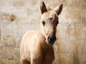 March 18, 2024: Baby Ojibwe spirit horse that was born last week at Madahoki Farm