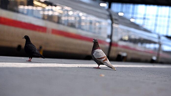 Tauben kehren immer wieder an den gleichen Ort zurück. Deshalb macht es keinen Sinn, sie zu vertreiben, sagen Tierschützer. Auch am Münchner Hauptbahnhof gibt es Probleme mit den Tieren.