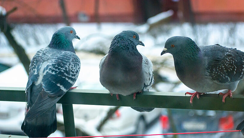 Um Tauben auf dem Balkon zu vermeiden, gibt es einige Tricks, Verletzen oder gar töten darf man die Vögel allerdings nicht dabei.