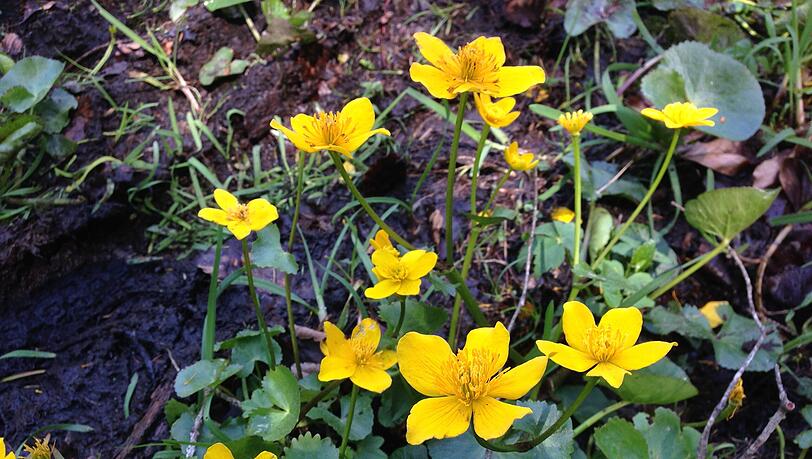 Auf dem Weg begegnen einem Sumpfdotterblumen.