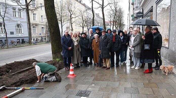 Durch Franz-Joseph-Straße soll die Tram fahren. Die MVG lässt deshalb Bäume untersuchen. Die Anwohner sind entsetzt. Schließlich hat der Freistaat das Projekt beendet.