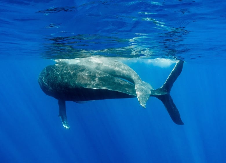 Two humpback whales pictured from behind, their tales entwined, near the surface of the water. 