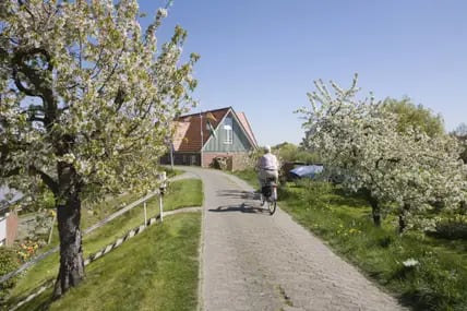 Fahrradfahrer auf einem Weg durch Felder mit blühenden Kirschbäumen, dahinter ein norddeutsches Bauernhaus