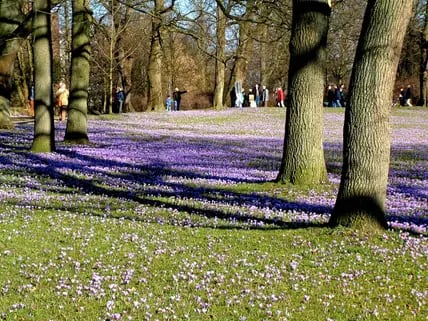 Wiese mit vielen Krokousblüten und Bäumen, davor ein Gehweg