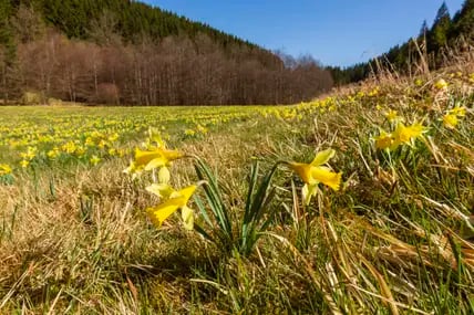 Wiese mit vielen Narzissen in der Eifel vor einem Wald mit noch kahlen Bäumen