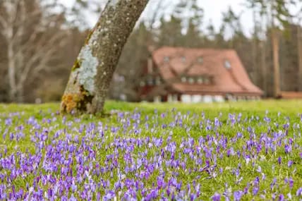 Krokuswiese, in der ein Baum steht, im Hintergrund ein großes Haus mit rotem Dach