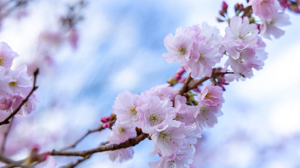 Wetter: Blüten der Winterkirsche (Higankirsche) hängen bei Sonnenschein an Zweigen in der Rheinau. Das Wetter in Nordrhein-Westfalen zeigt sich am letzten Februar-Wochenende wechselhaft und als Mix aus Sonne und Wolken.