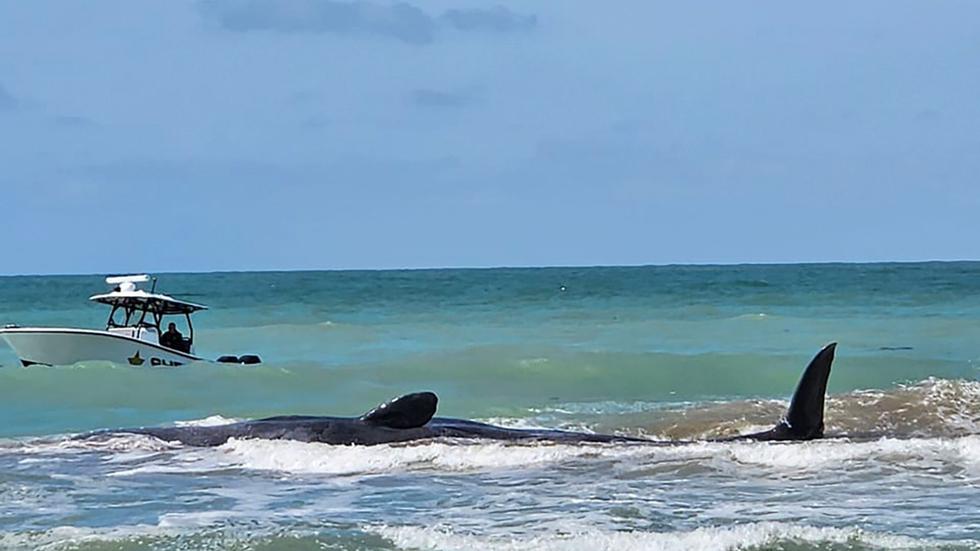 Meerestiere: Der Wal ist vor Venice in Florida auf einer Sandbank gestrandet.