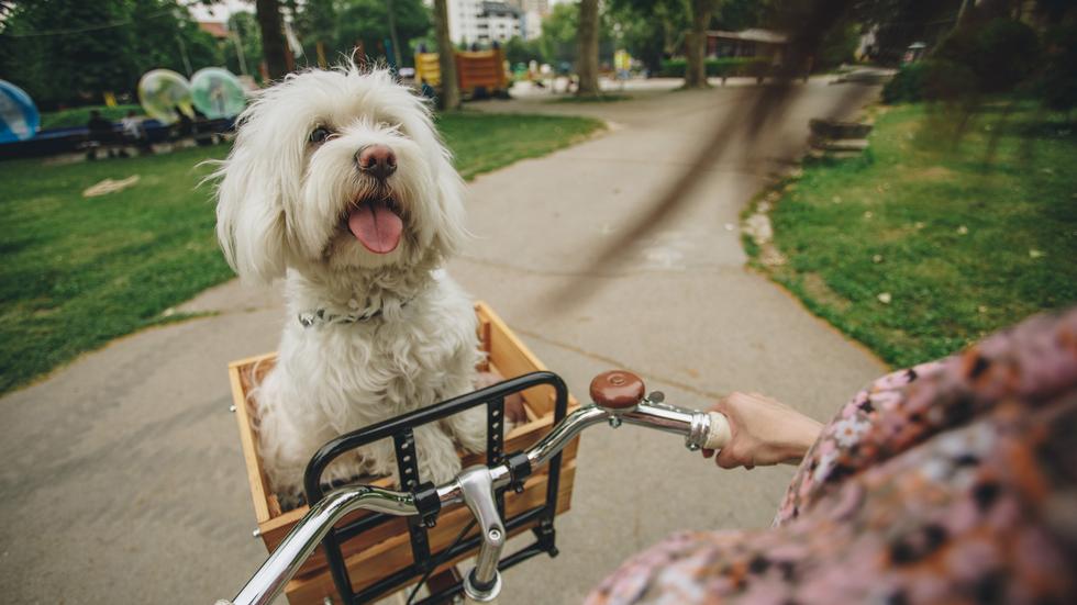 Radfahren mit Hund: Auch in der Transportbox mitfahren will geübt sein – und oft sind geschlossene Boxen sinnvoll, bei denen der Hund nicht hinausspringen kann.