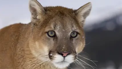 Ein Puma in Montana in den USA