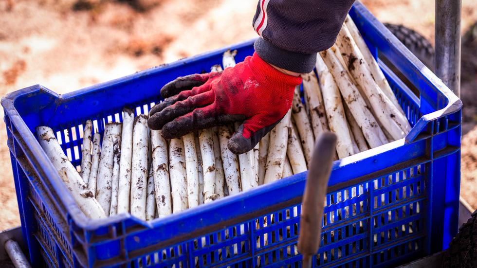 Statistisches Bundesamt: Im vergangenen Jahr nahm die Anbaufläche für Spargel in Deutschland um rund vier Prozent ab.